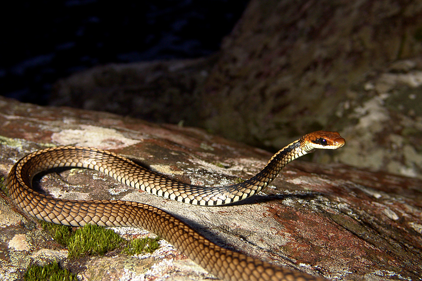 Cobra espada (Chironius flavolineatus)